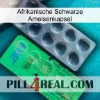 Africa Black Ant Capsule new04